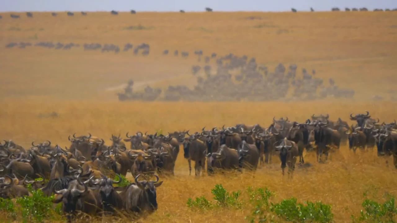 Wildtiere in den Ebenen Ostafrikas